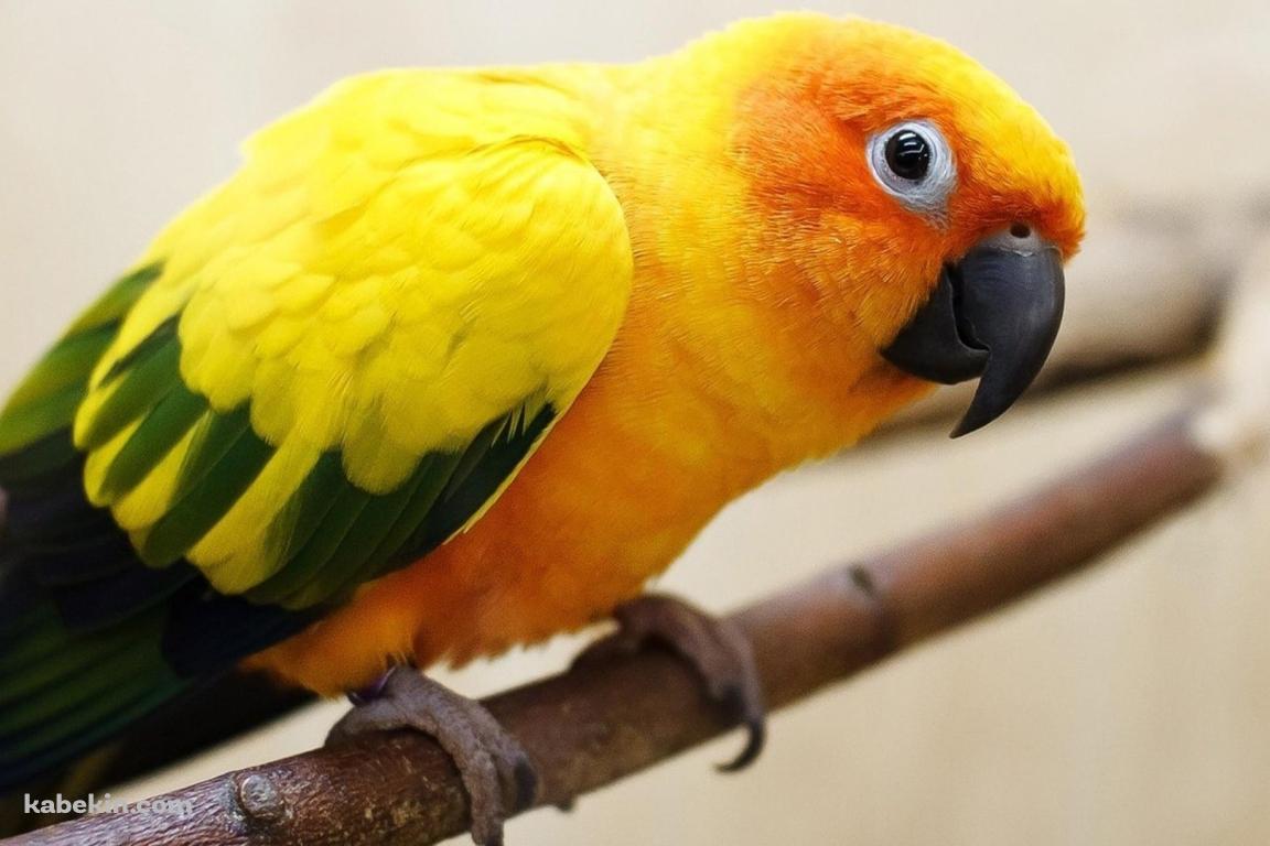 セキセイインコの壁紙(1152px x 768px) 高画質 PC・デスクトップ用