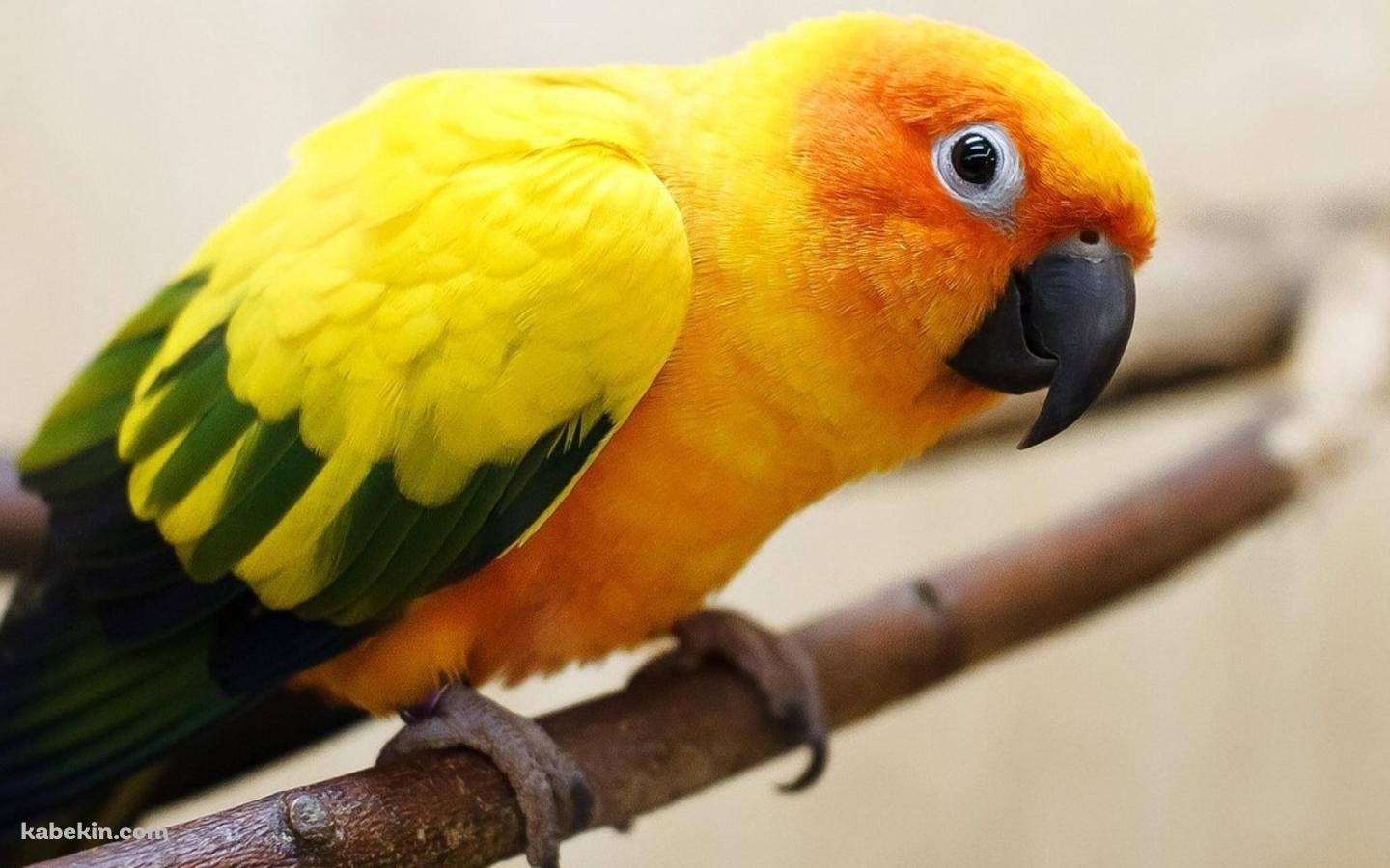 セキセイインコの壁紙(1440px x 900px) 高画質 PC・デスクトップ用