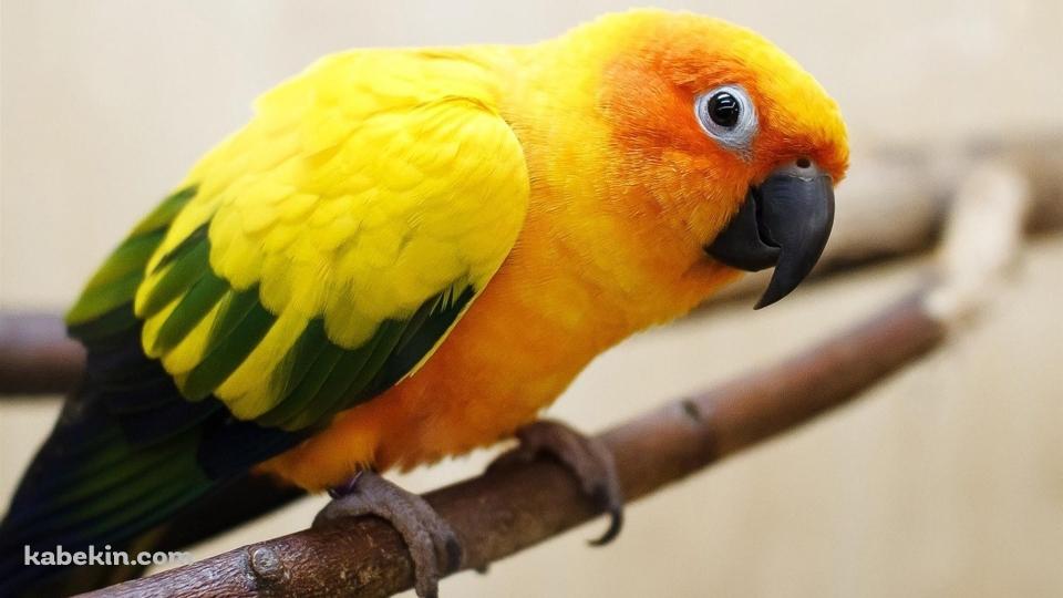 セキセイインコの壁紙(960px x 540px) 高画質 PC・デスクトップ用