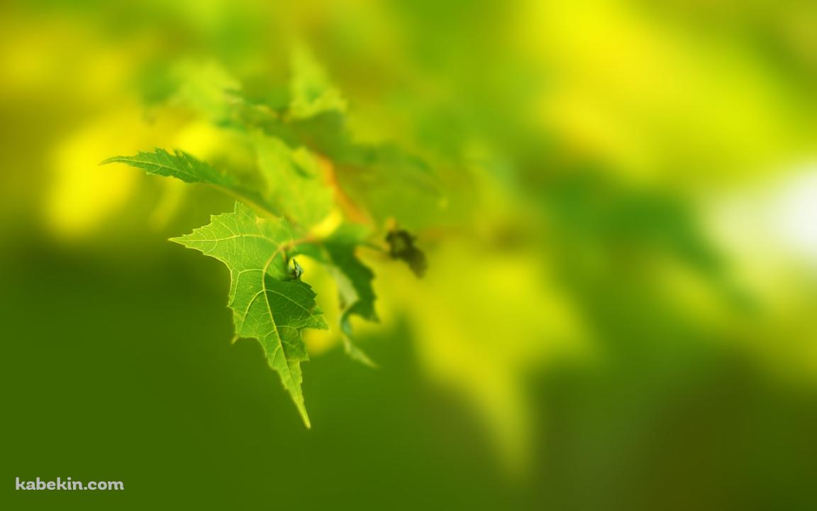ボヤけた緑の草の壁紙(1152px x 720px) 高画質 PC・デスクトップ用