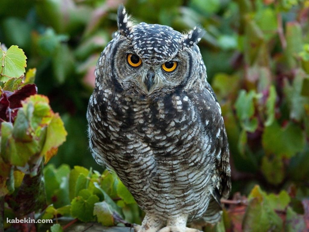 凛々しいフクロウの壁紙(1024px x 768px) 高画質 PC・デスクトップ用