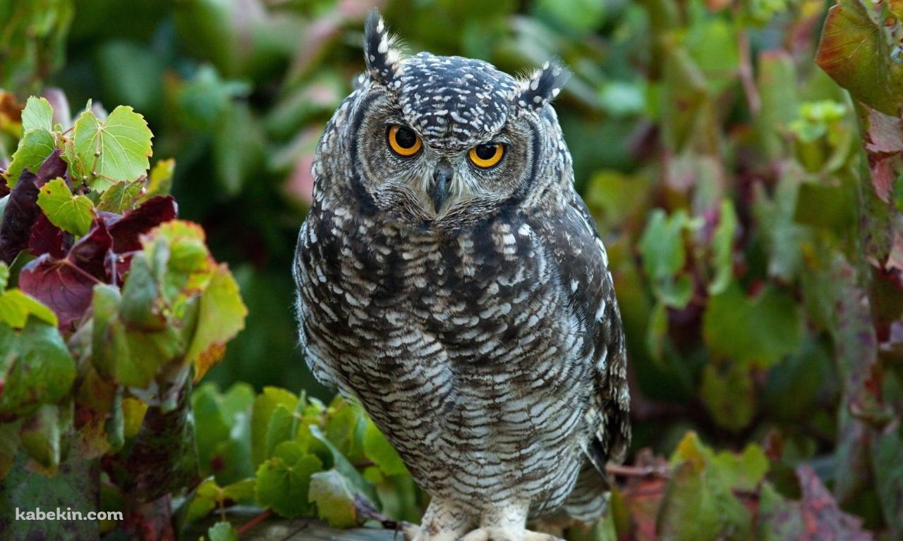 凛々しいフクロウの壁紙(1280px x 768px) 高画質 PC・デスクトップ用