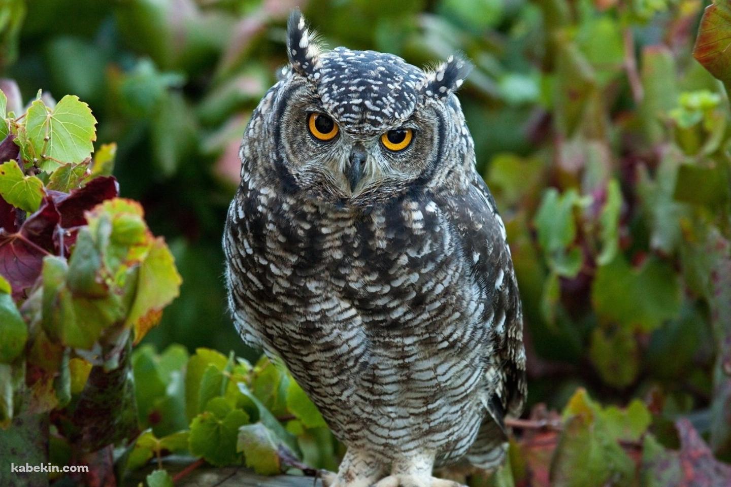 凛々しいフクロウの壁紙(1440px x 960px) 高画質 PC・デスクトップ用