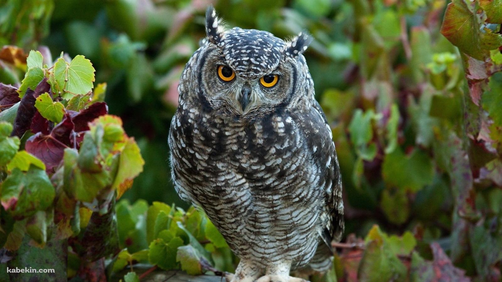 凛々しいフクロウの壁紙(1600px x 900px) 高画質 PC・デスクトップ用
