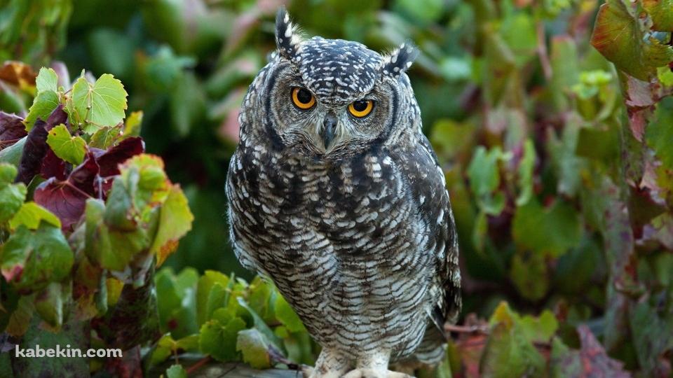 凛々しいフクロウの壁紙(960px x 540px) 高画質 PC・デスクトップ用