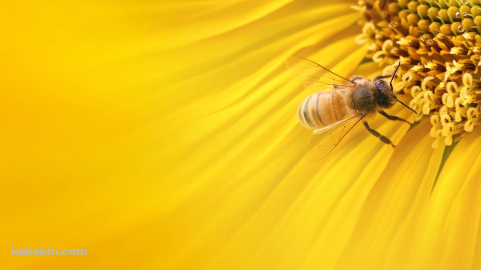 ヒマワリとミツバチの壁紙(960px x 540px) 高画質 PC・デスクトップ用