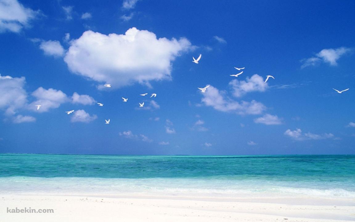 夏のビーチ 白い鳥の壁紙(1152px x 720px) 高画質 PC・デスクトップ用