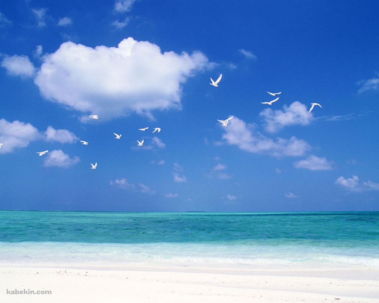 夏のビーチ 白い鳥の壁紙(1280px x 1024px) 高画質 PC・デスクトップ用