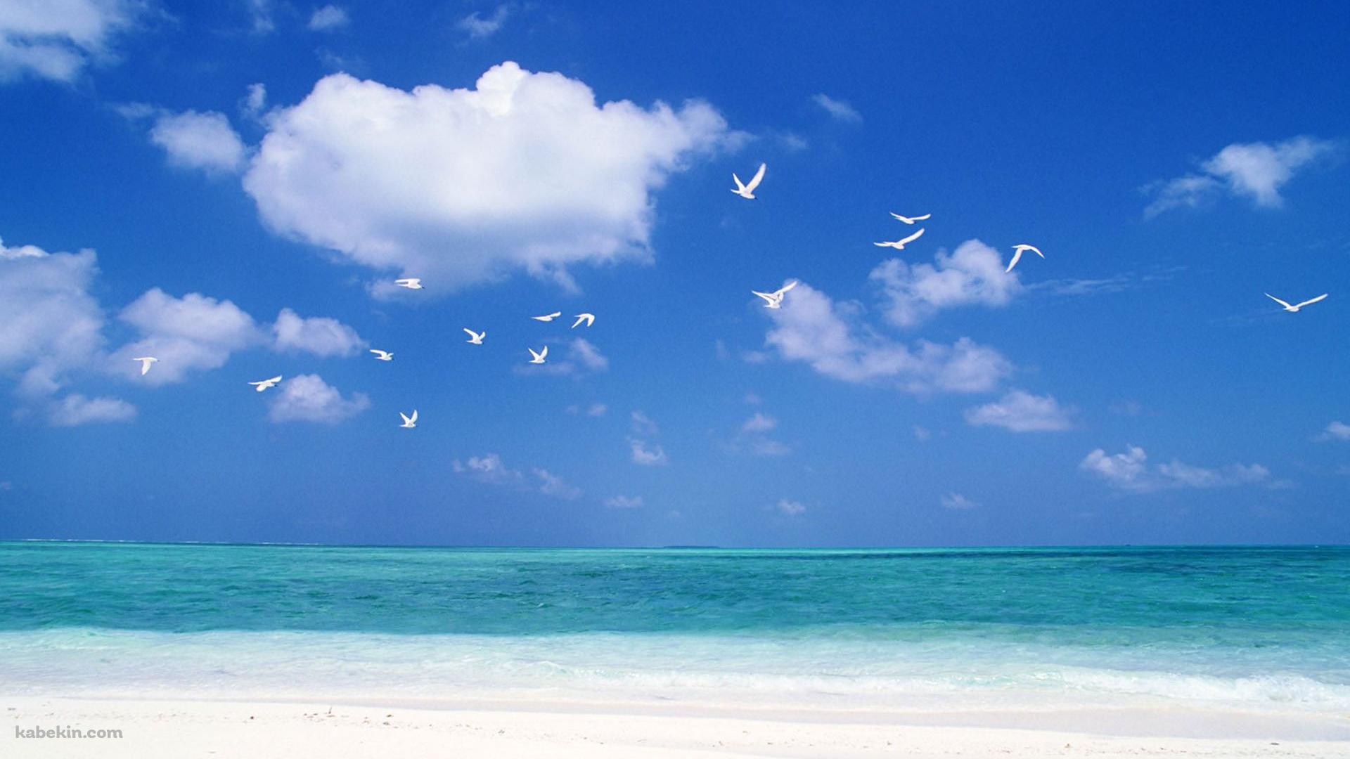 夏のビーチ 白い鳥の壁紙(1920px x 1080px) 高画質 PC・デスクトップ用