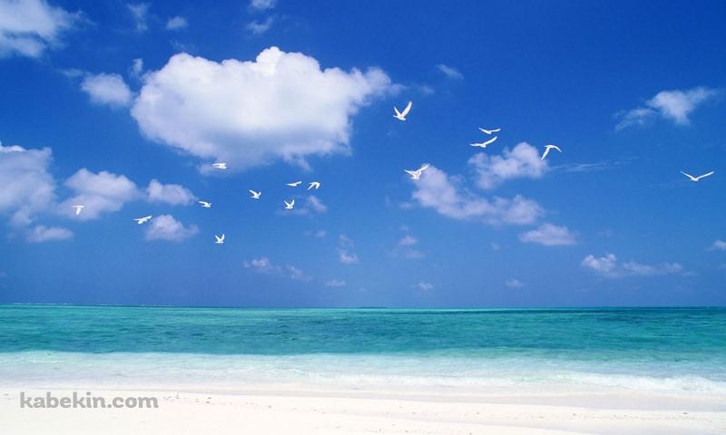 夏のビーチ 白い鳥の壁紙(800px x 480px) 高画質 PC・デスクトップ用