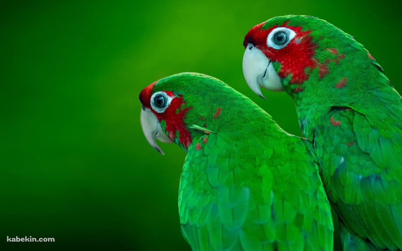 2羽の緑のオウムの壁紙(1280px x 800px) 高画質 PC・デスクトップ用