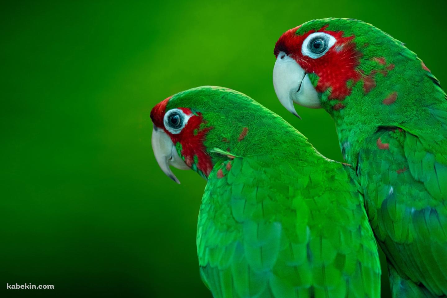 2羽の緑のオウムの壁紙(1440px x 960px) 高画質 PC・デスクトップ用