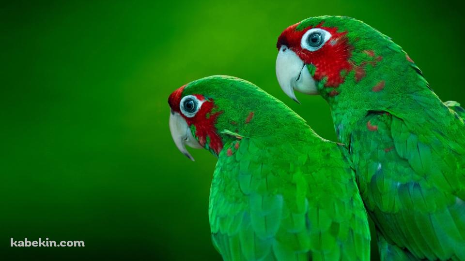 2羽の緑のオウムの壁紙(960px x 540px) 高画質 PC・デスクトップ用