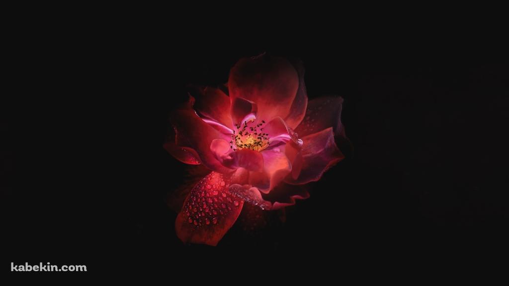 水滴のついた綺麗な赤い花の壁紙(1024px x 576px) 高画質 PC・デスクトップ用