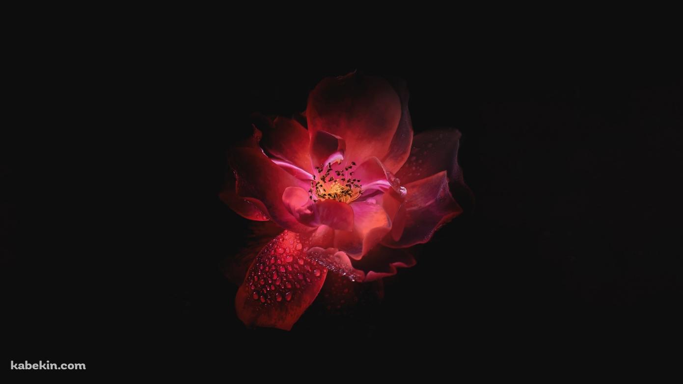 水滴のついた綺麗な赤い花の壁紙(1391px x 783px) 高画質 PC・デスクトップ用