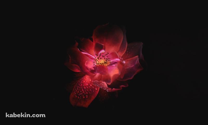 水滴のついた綺麗な赤い花の壁紙(800px x 480px) 高画質 PC・デスクトップ用