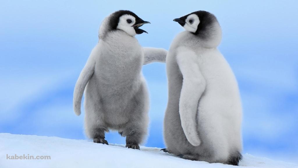 2匹のペンギンの子供の壁紙(1024px x 576px) 高画質 PC・デスクトップ用