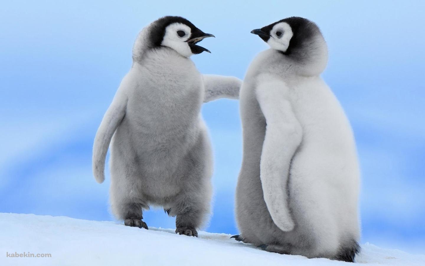 2匹のペンギンの子供の壁紙(1440px x 900px) 高画質 PC・デスクトップ用