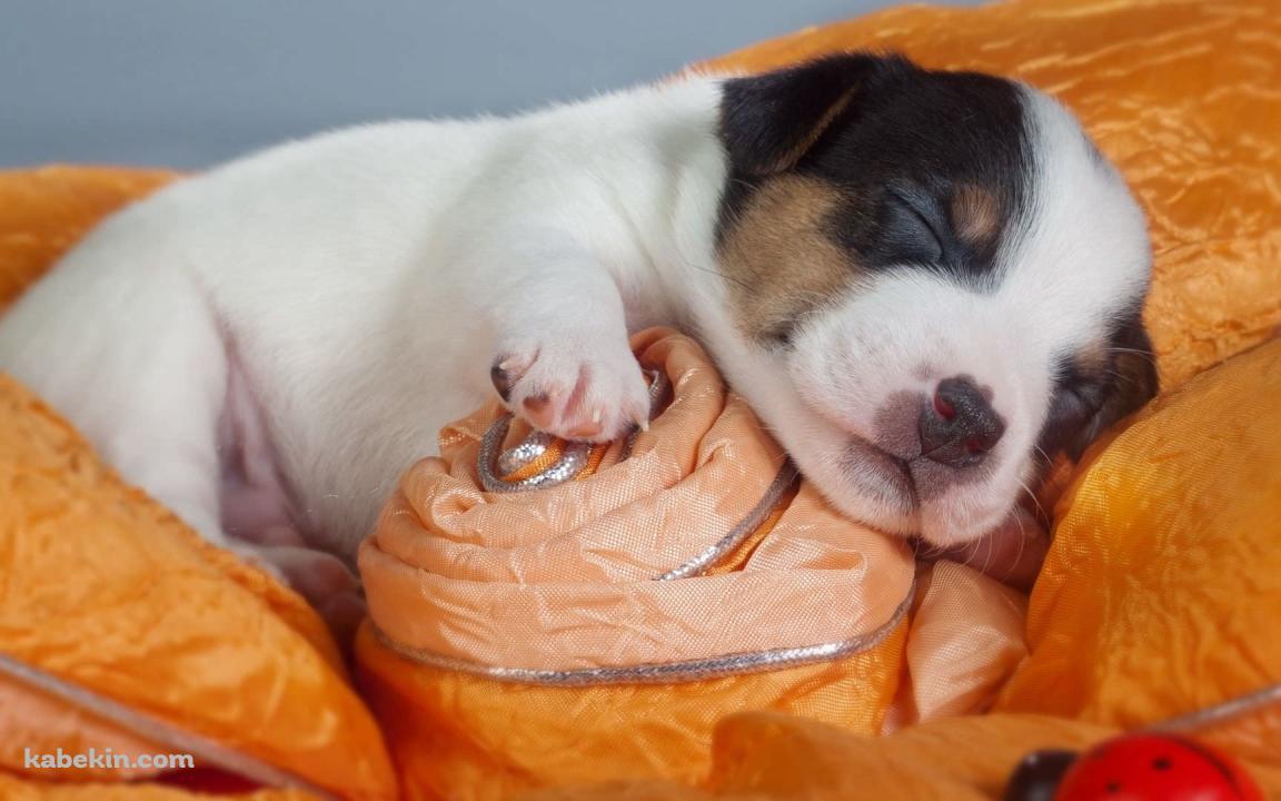おやすみする子犬の壁紙(1152px x 720px) 高画質 PC・デスクトップ用