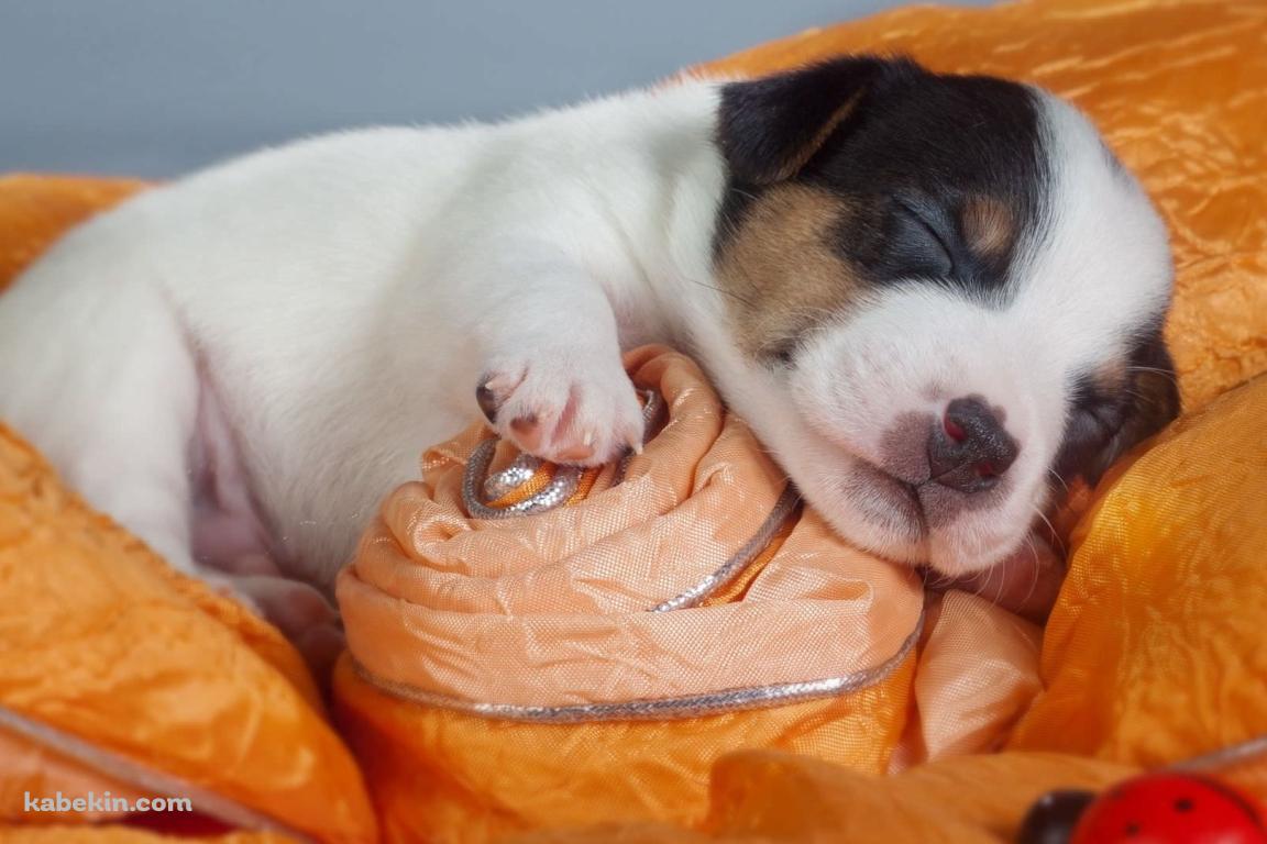 おやすみする子犬の壁紙(1152px x 768px) 高画質 PC・デスクトップ用