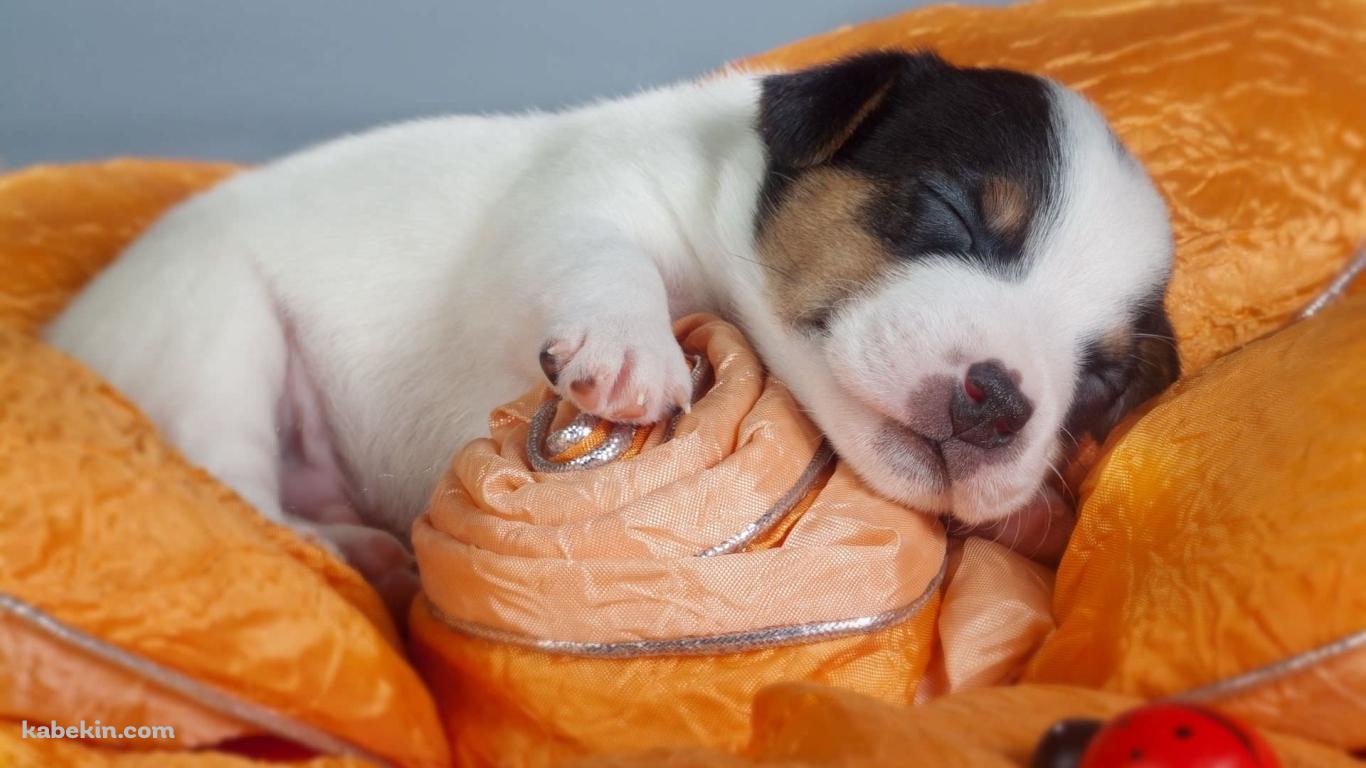 おやすみする子犬の壁紙(1366px x 768px) 高画質 PC・デスクトップ用
