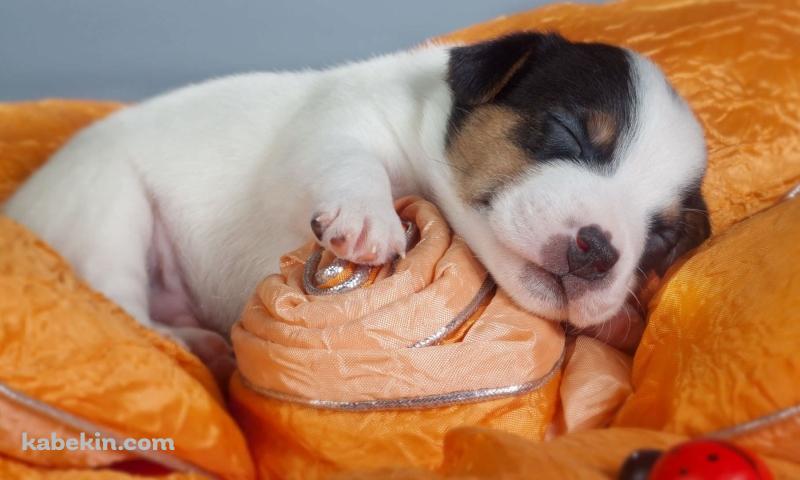 おやすみする子犬の壁紙(800px x 480px) 高画質 PC・デスクトップ用