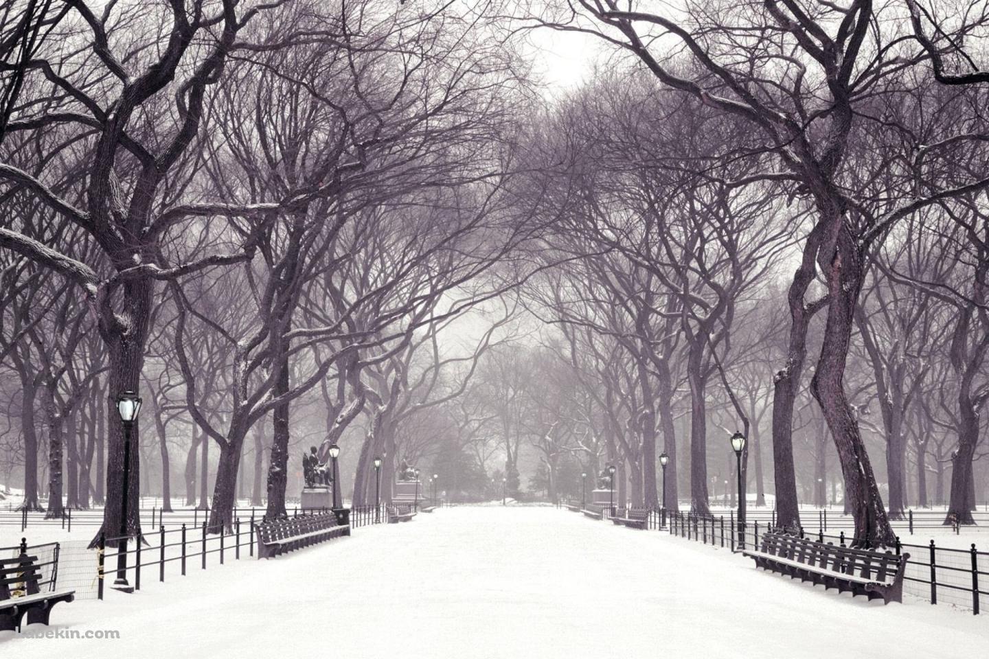 冬の公園 雪景色の壁紙(1440px x 960px) 高画質 PC・デスクトップ用