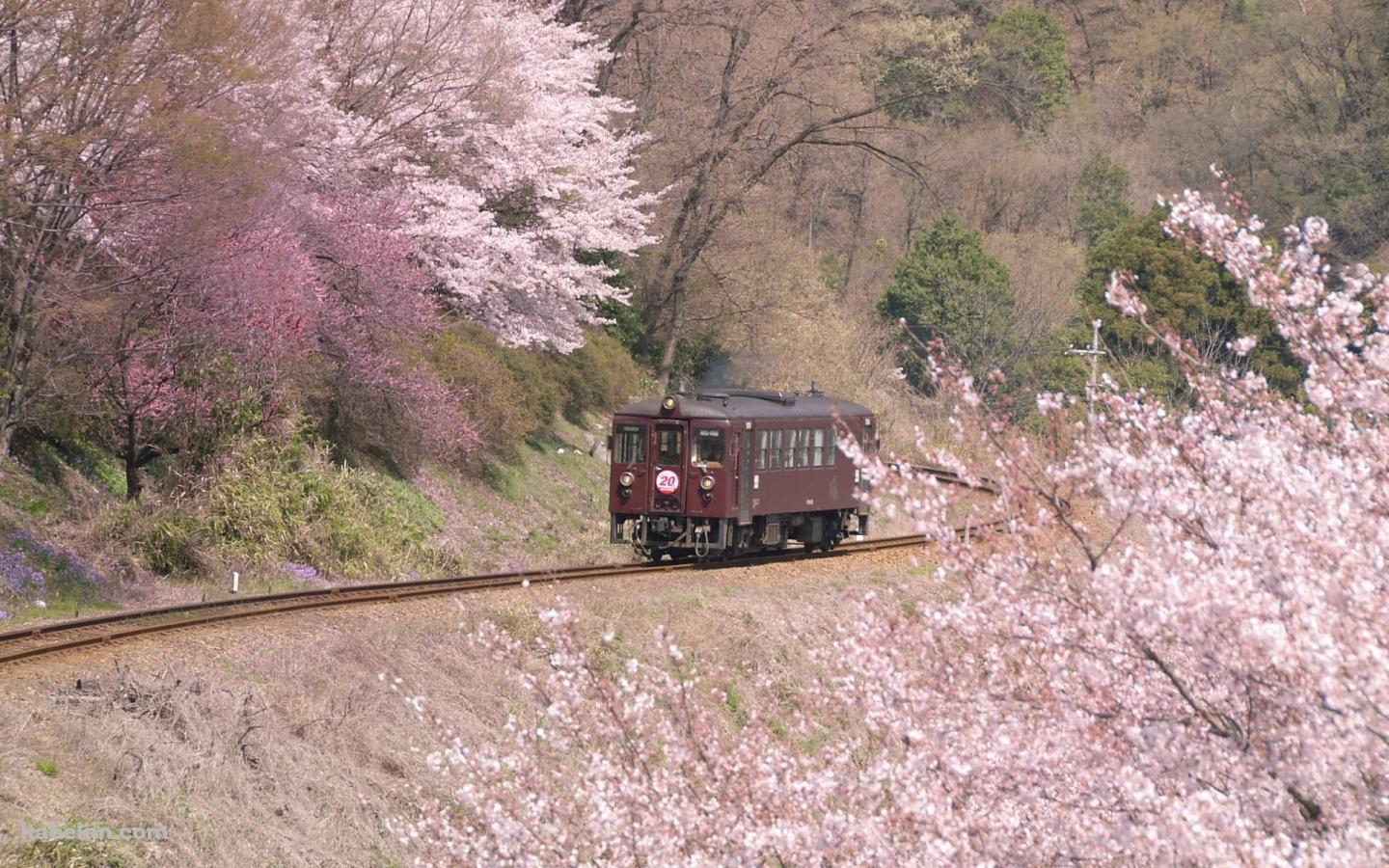 桜と電車の壁紙(1440px x 900px) 高画質 PC・デスクトップ用