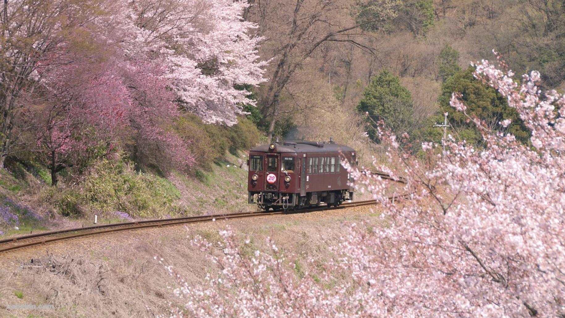 桜と電車の壁紙(1829px x 1029px) 高画質 PC・デスクトップ用