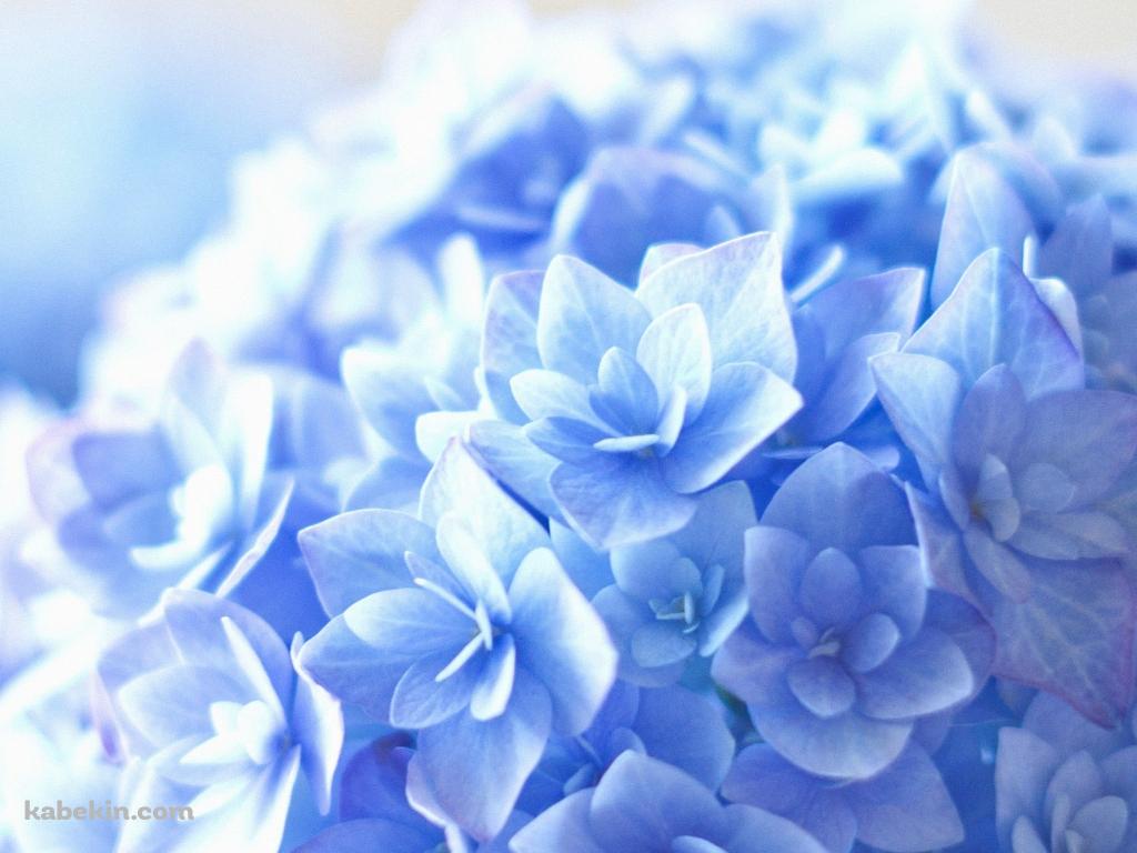 紫の紫陽花の壁紙(1024px x 768px) 高画質 PC・デスクトップ用