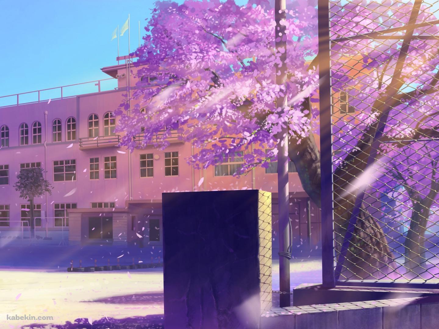 桜 学校 校庭の壁紙(1440px x 1080px) 高画質 PC・デスクトップ用