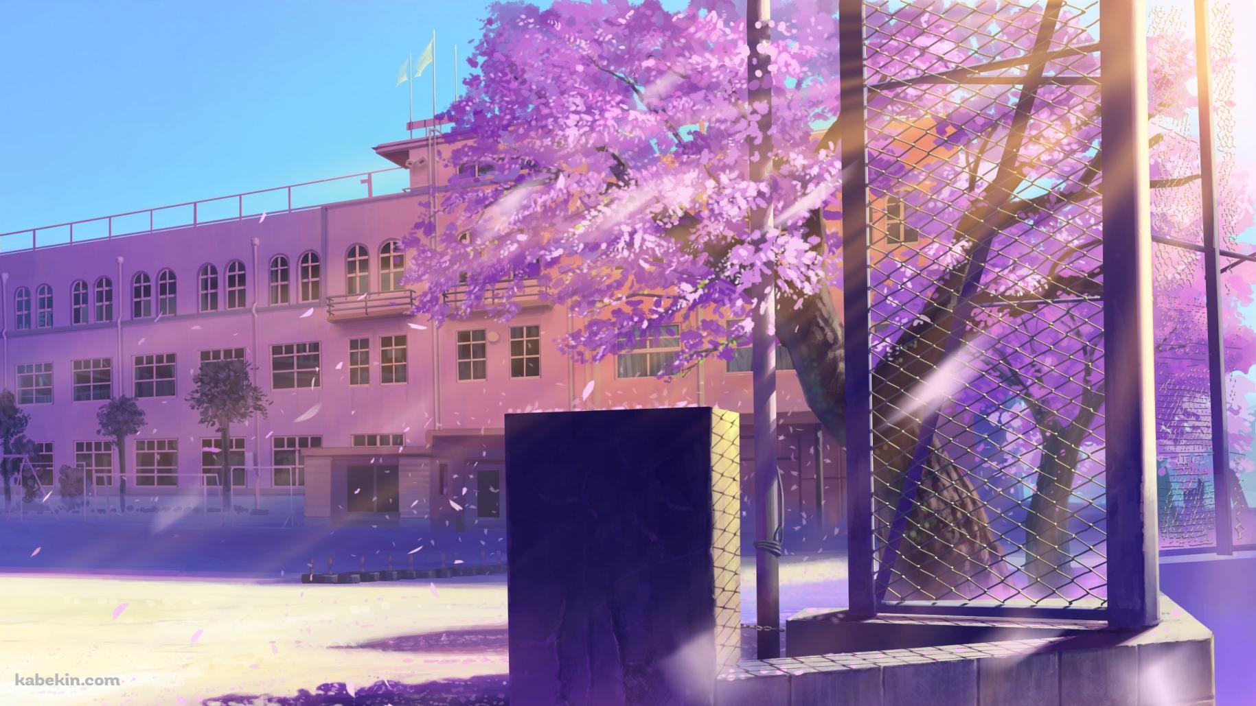 桜 学校 校庭の壁紙(1829px x 1029px) 高画質 PC・デスクトップ用