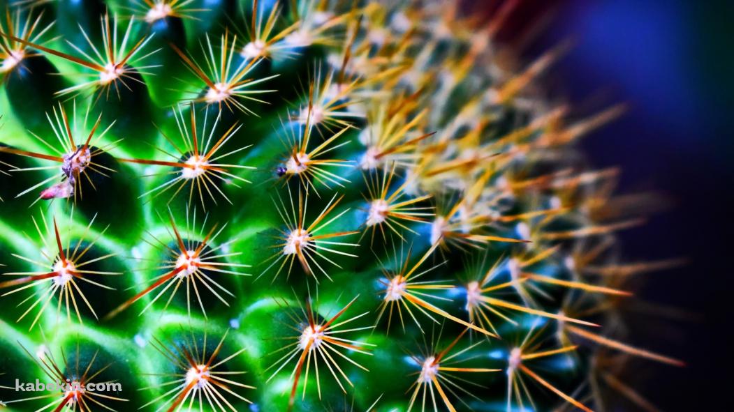 棘のあるサボテンの壁紙(1051px x 591px) 高画質 PC・デスクトップ用
