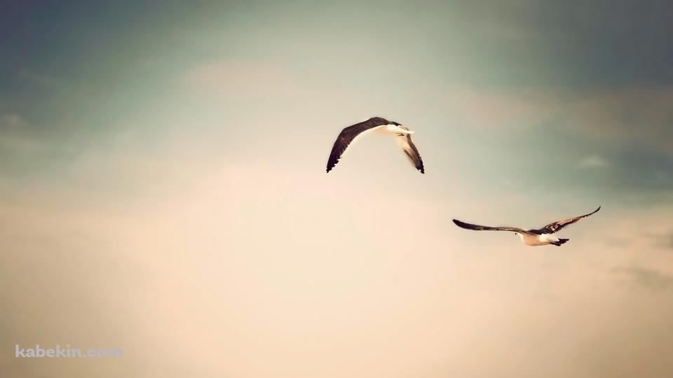 空飛ぶ2羽のカモメの壁紙(960px x 540px) 高画質 PC・デスクトップ用