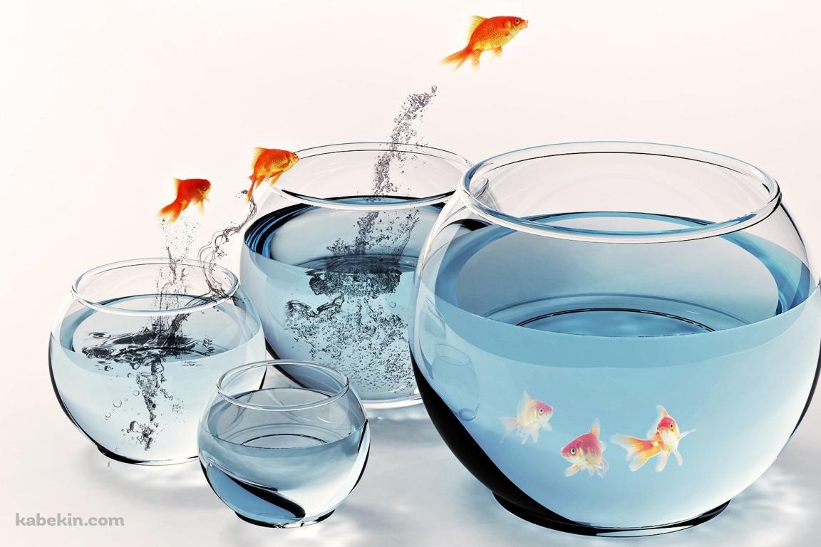 跳ねる金魚の壁紙(1152px x 768px) 高画質 PC・デスクトップ用