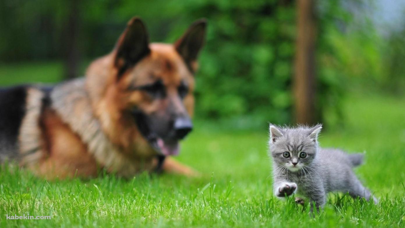 シェパードと子猫の壁紙(1391px x 783px) 高画質 PC・デスクトップ用