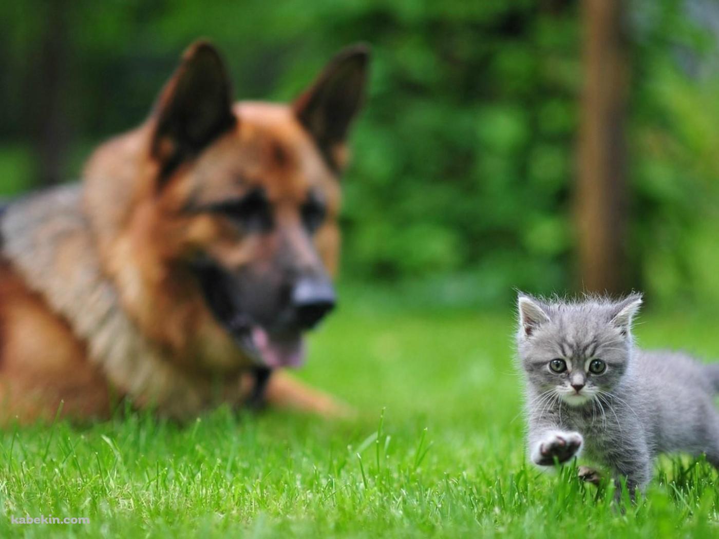 シェパードと子猫の壁紙(1400px x 1050px) 高画質 PC・デスクトップ用