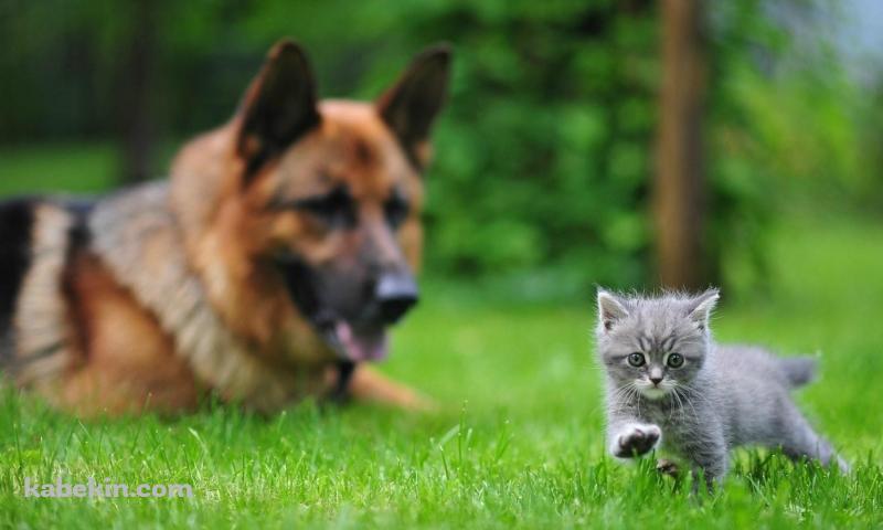 シェパードと子猫の壁紙(800px x 480px) 高画質 PC・デスクトップ用