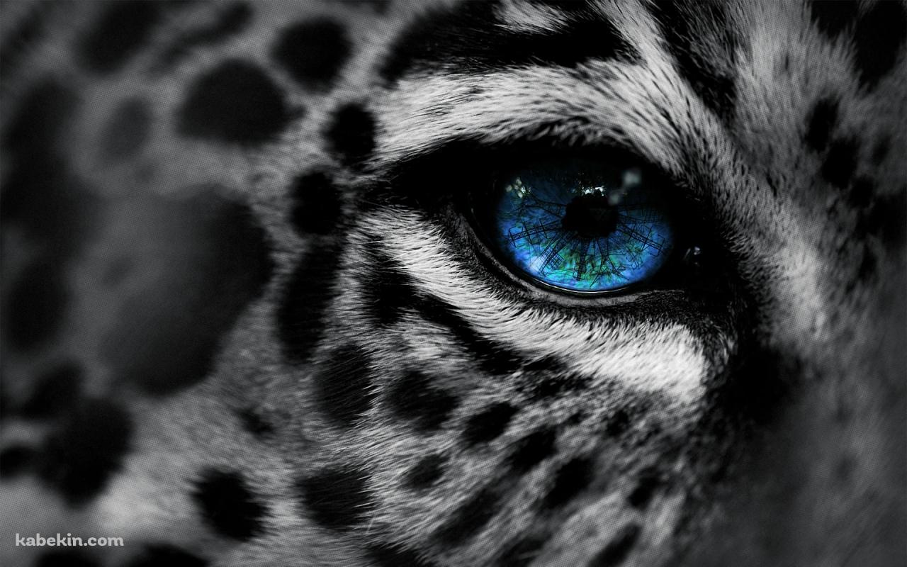 豹の青い目の壁紙(1280px x 800px) 高画質 PC・デスクトップ用