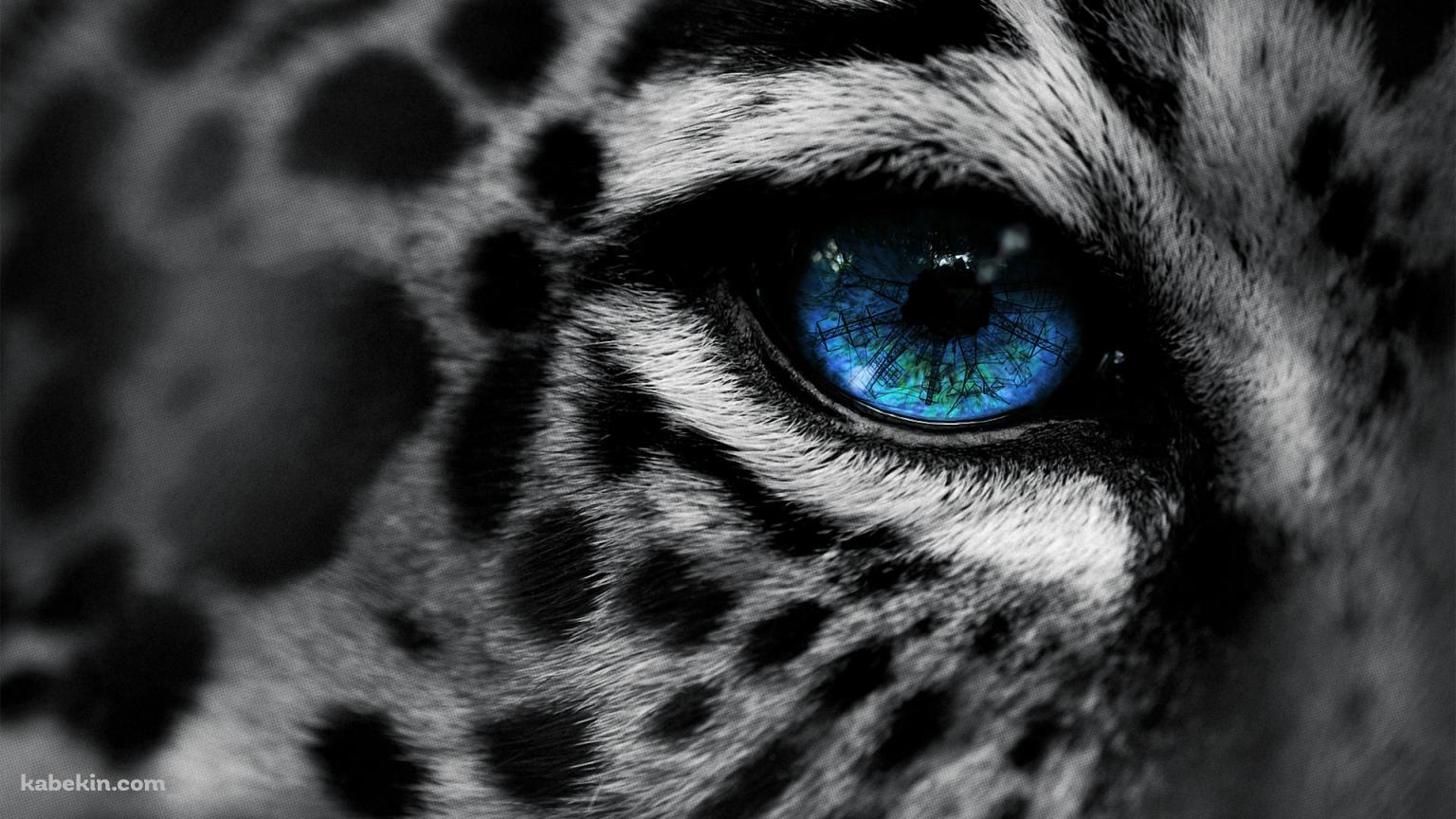 豹の青い目の壁紙(1536px x 864px) 高画質 PC・デスクトップ用