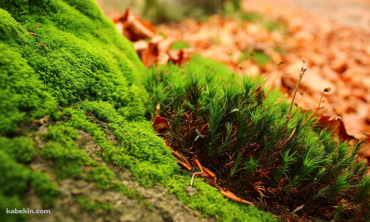 苔のアップの壁紙(1280px x 768px) 高画質 PC・デスクトップ用