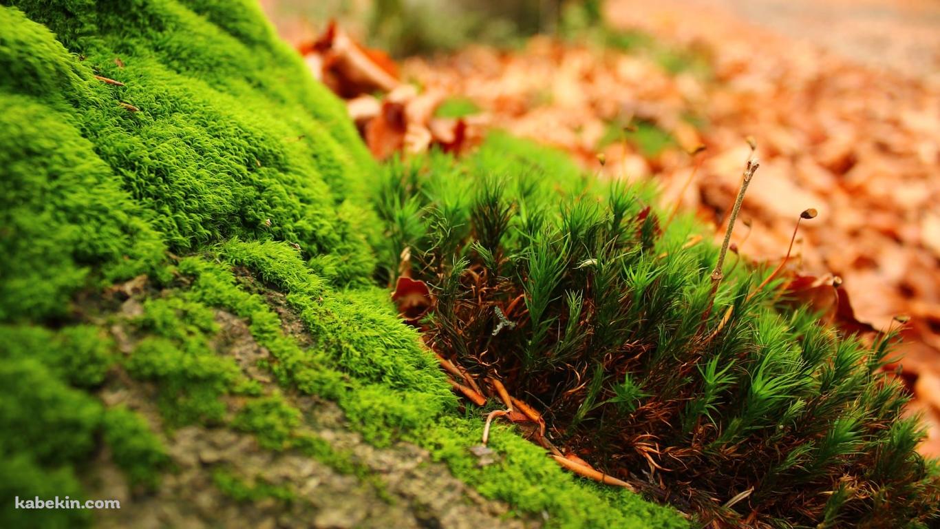 苔のアップの壁紙(1366px x 768px) 高画質 PC・デスクトップ用