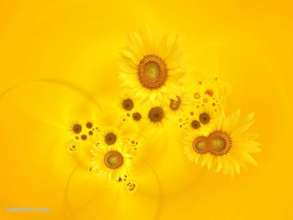 sunflowerの壁紙(1024px x 768px) 高画質 PC・デスクトップ用