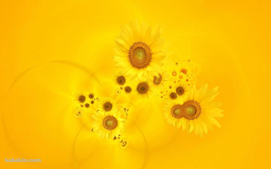 sunflowerの壁紙(1152px x 720px) 高画質 PC・デスクトップ用