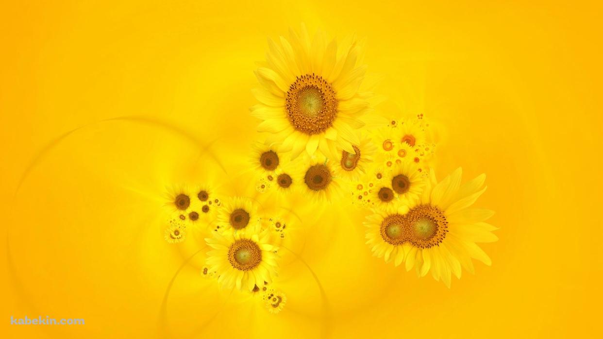 sunflowerの壁紙(1242px x 698px) 高画質 PC・デスクトップ用