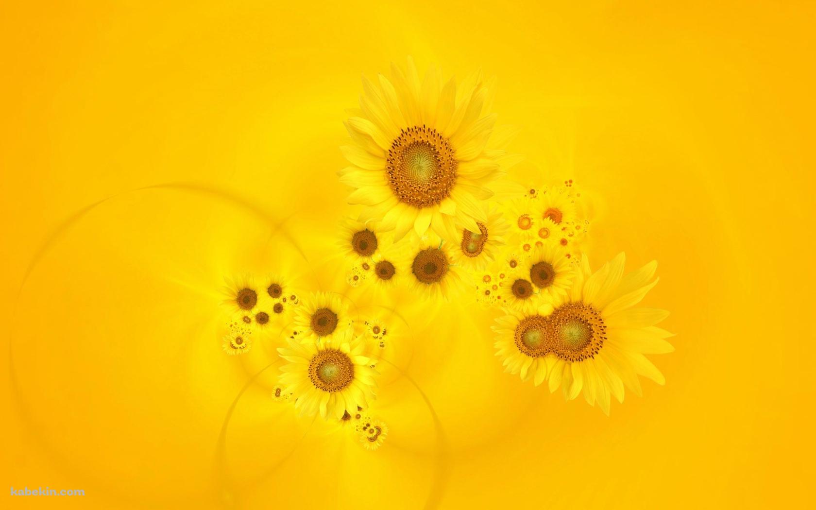 sunflowerの壁紙(1680px x 1050px) 高画質 PC・デスクトップ用