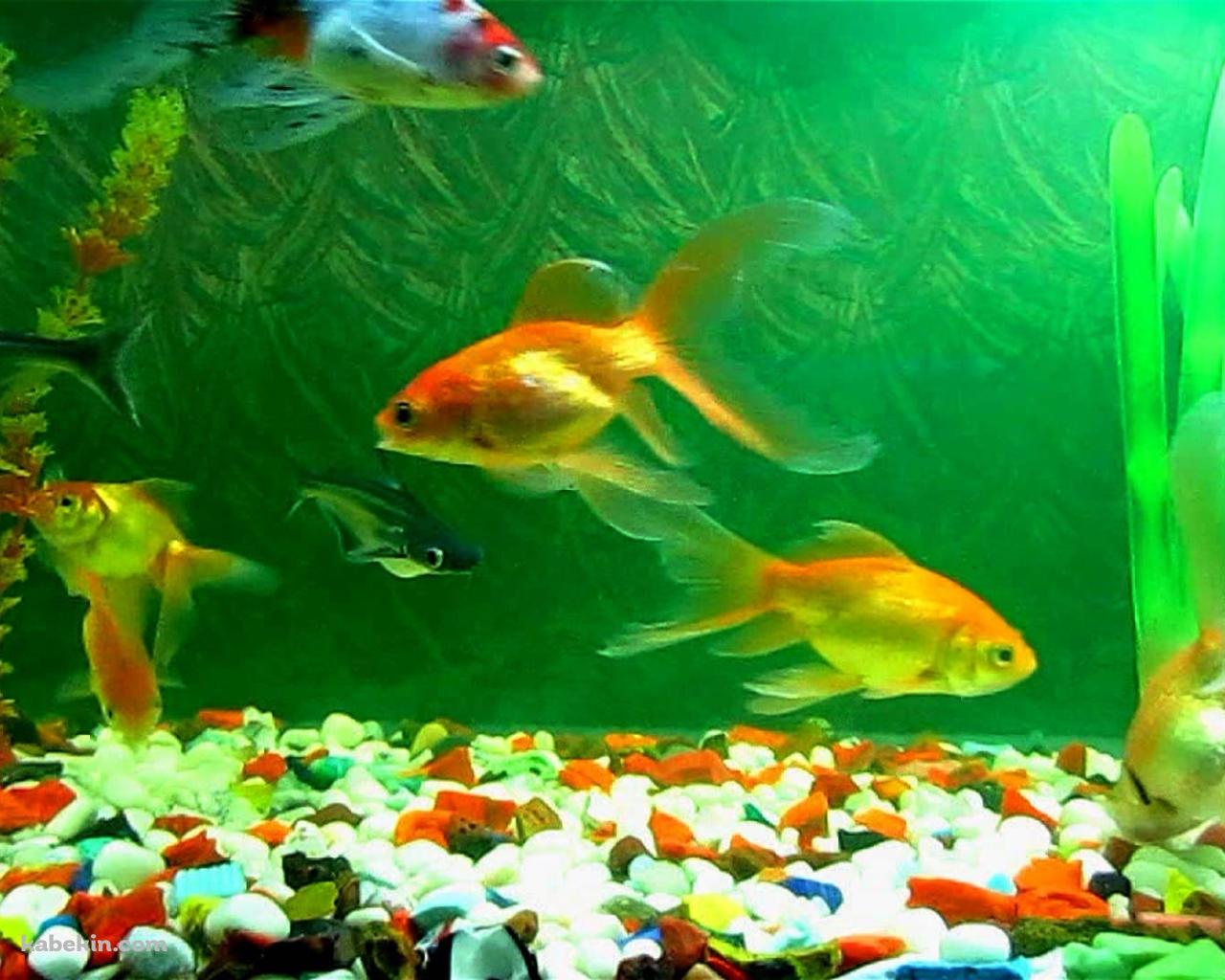 アクアリウム 金魚の壁紙(1280px x 1024px) 高画質 PC・デスクトップ用