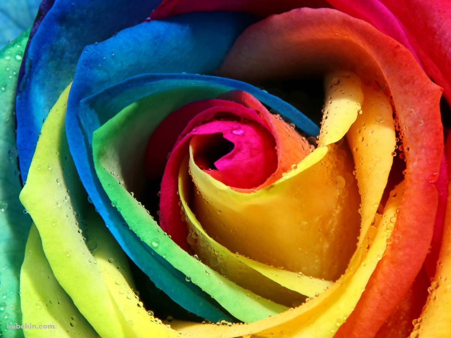 Rainbow Roseの壁紙(1440px x 1080px) 高画質 PC・デスクトップ用