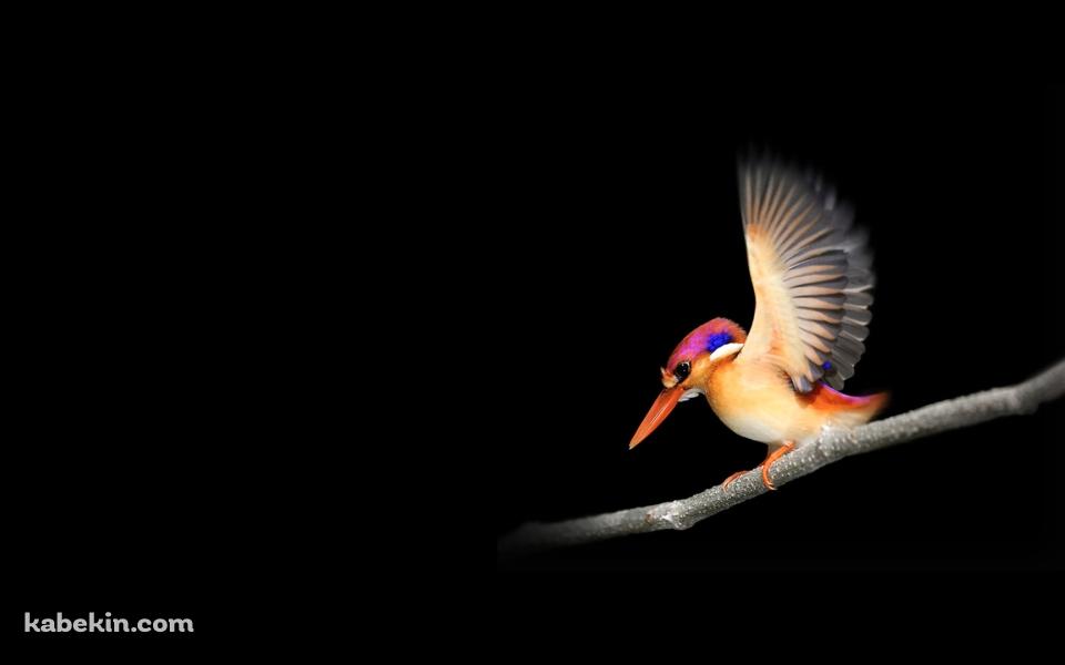 枝にとまったピンクとオレンジの小鳥の壁紙(960px x 600px) 高画質 PC・デスクトップ用