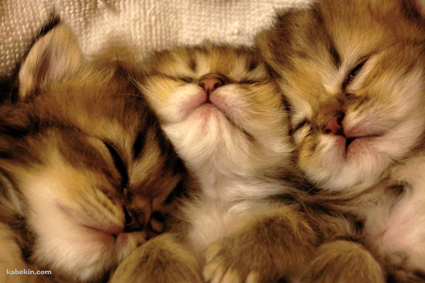 並んで寝る3匹の子猫の壁紙(1440px x 960px) 高画質 PC・デスクトップ用